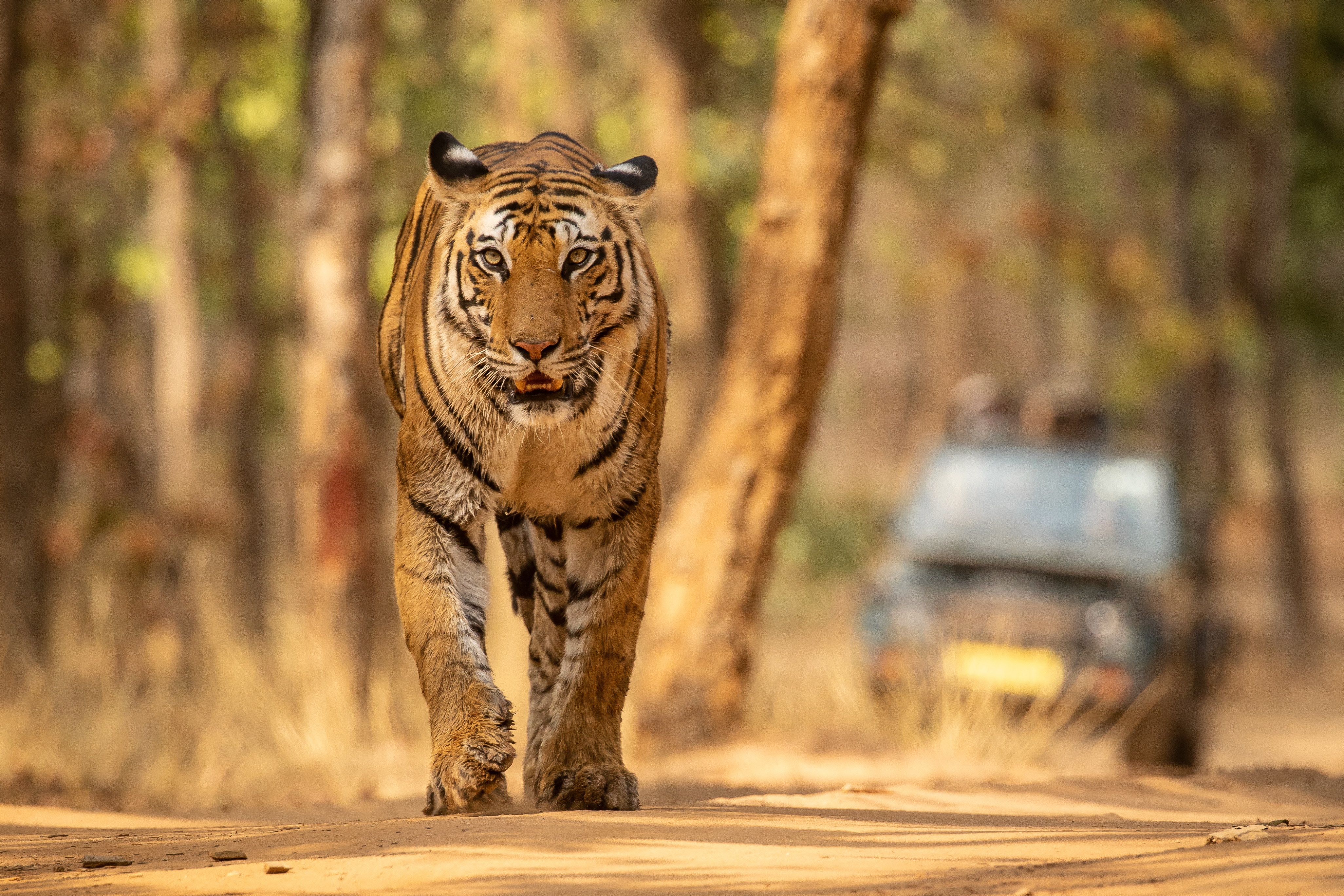 **India Tiger Safari**