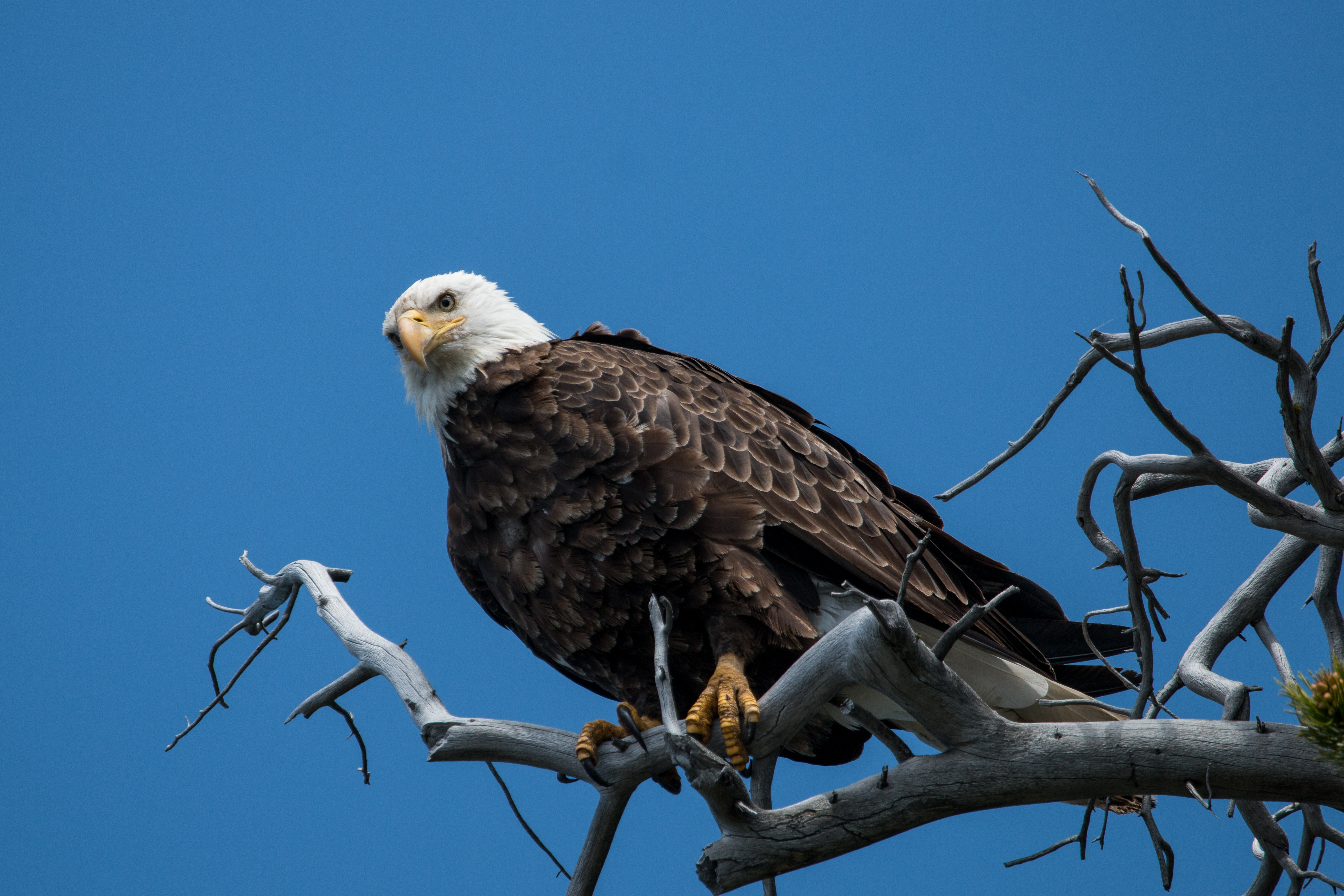 Bald Eagles