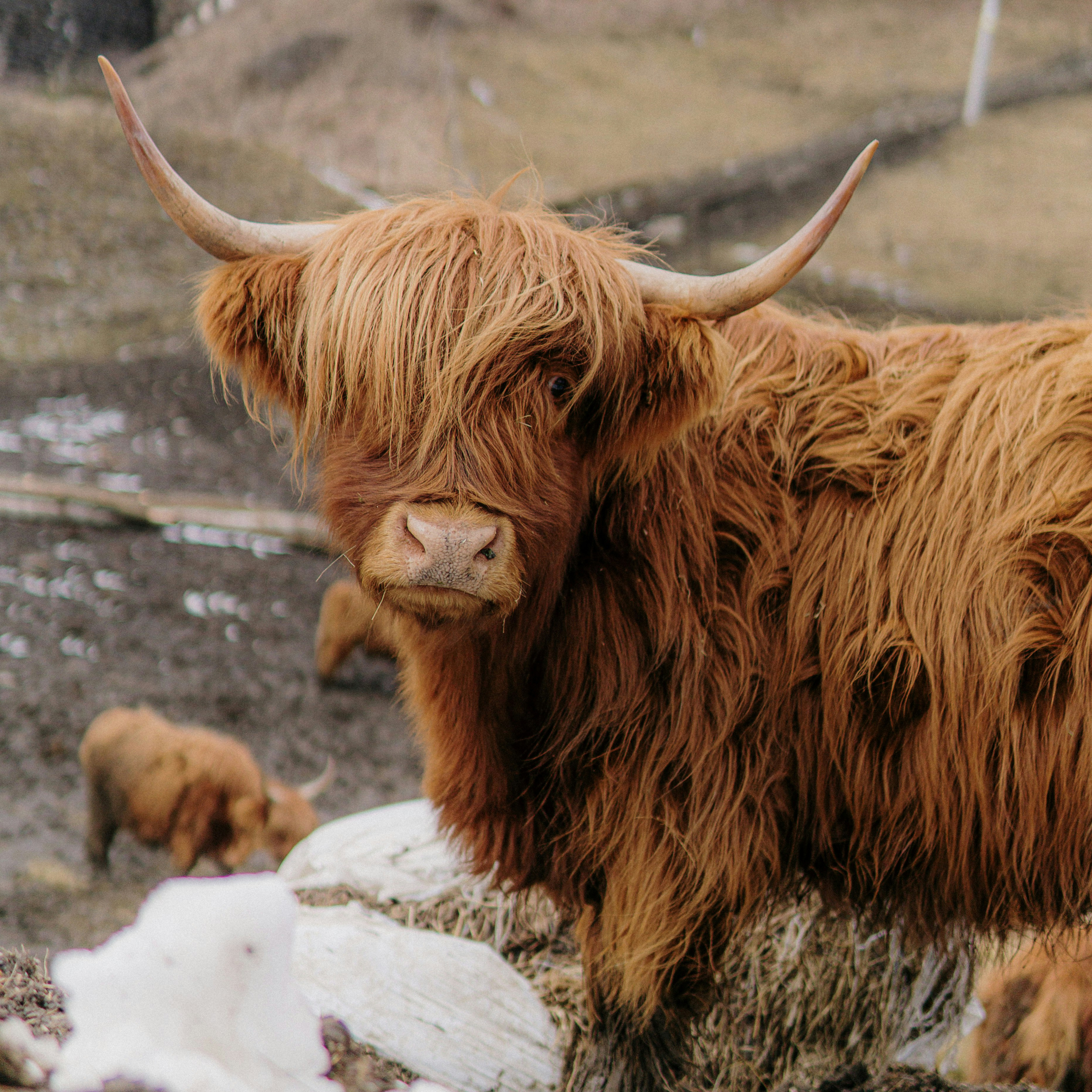 Mystical Scottish Highlands