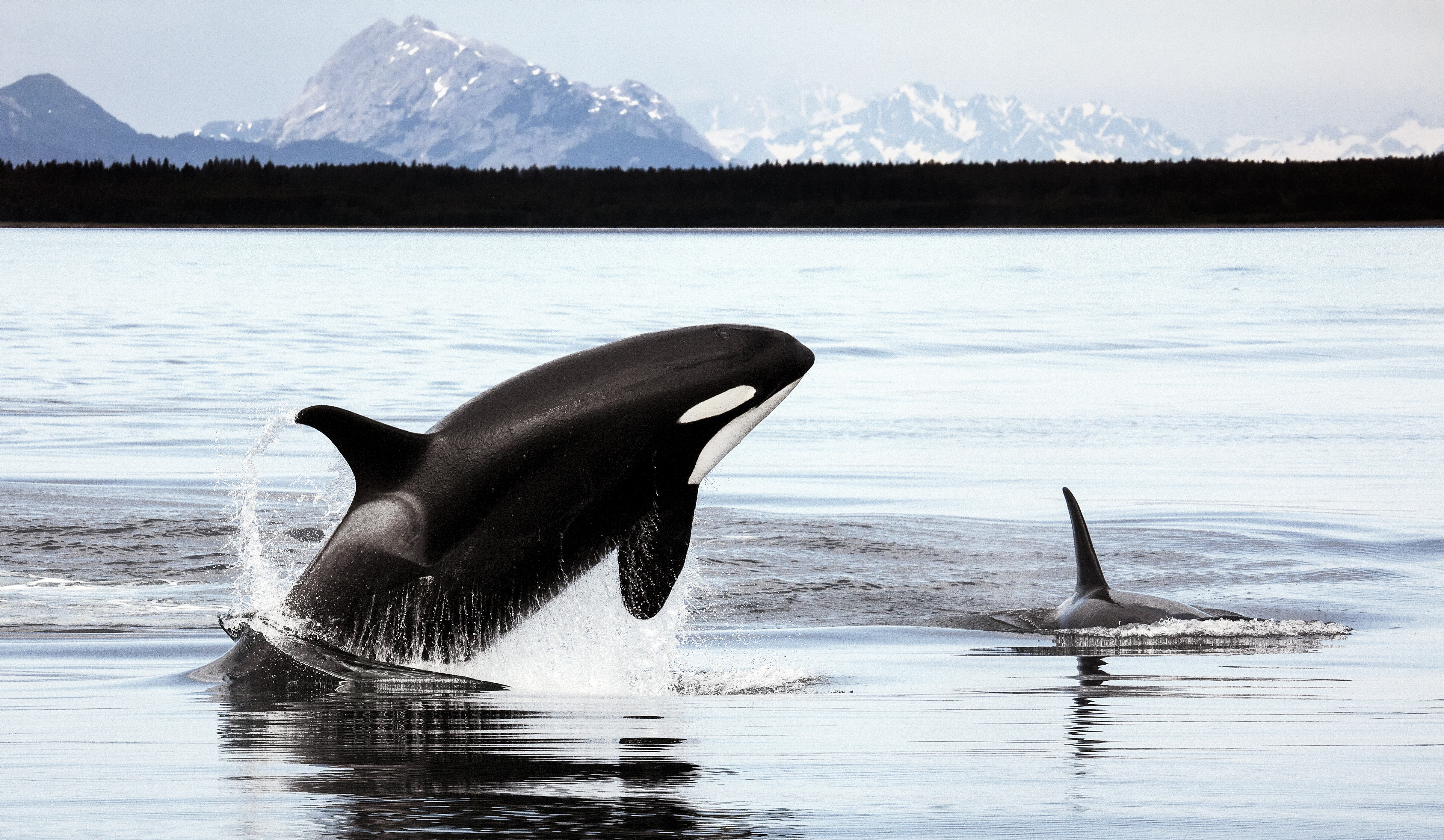 Orcas