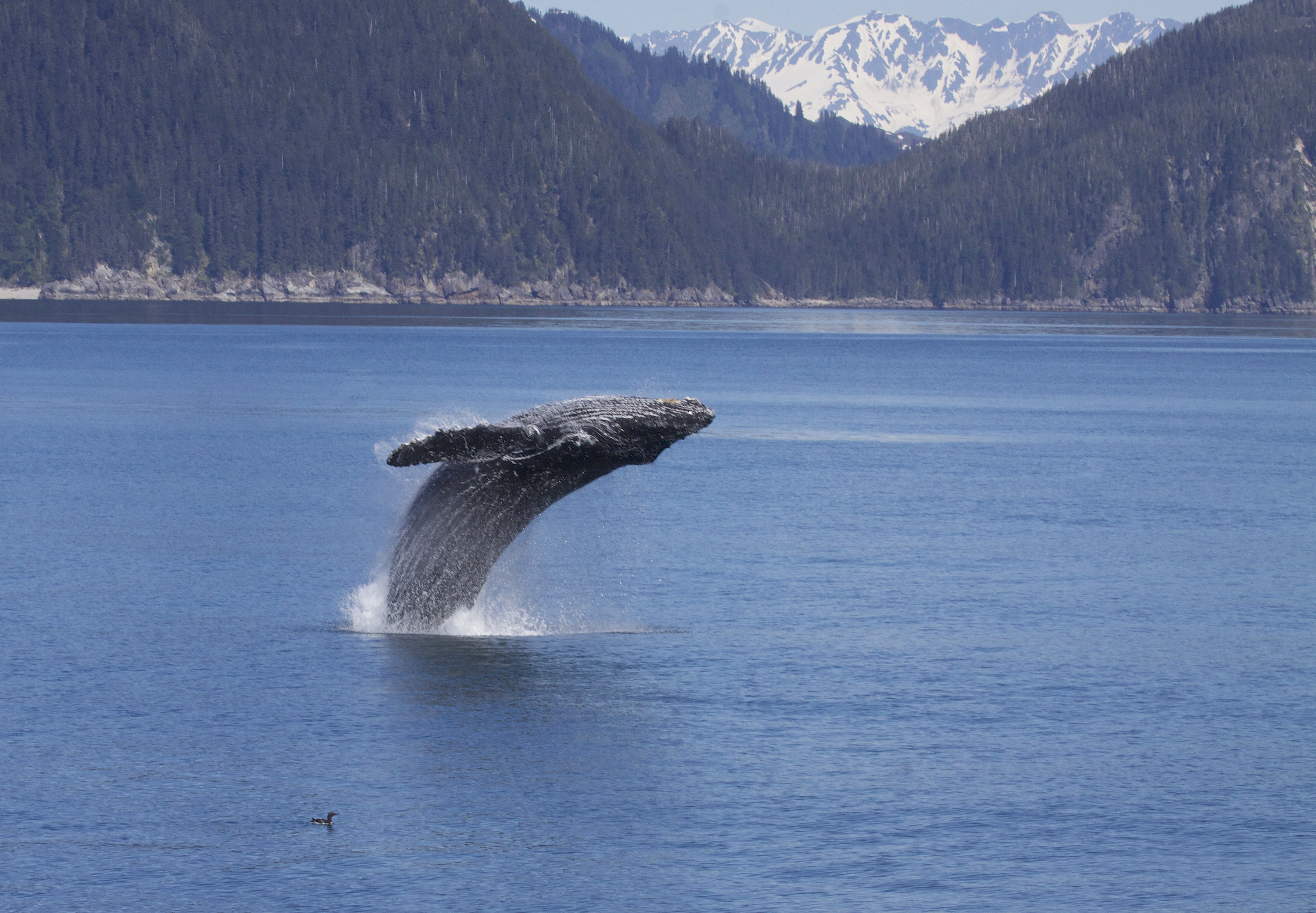 Humpback Whales