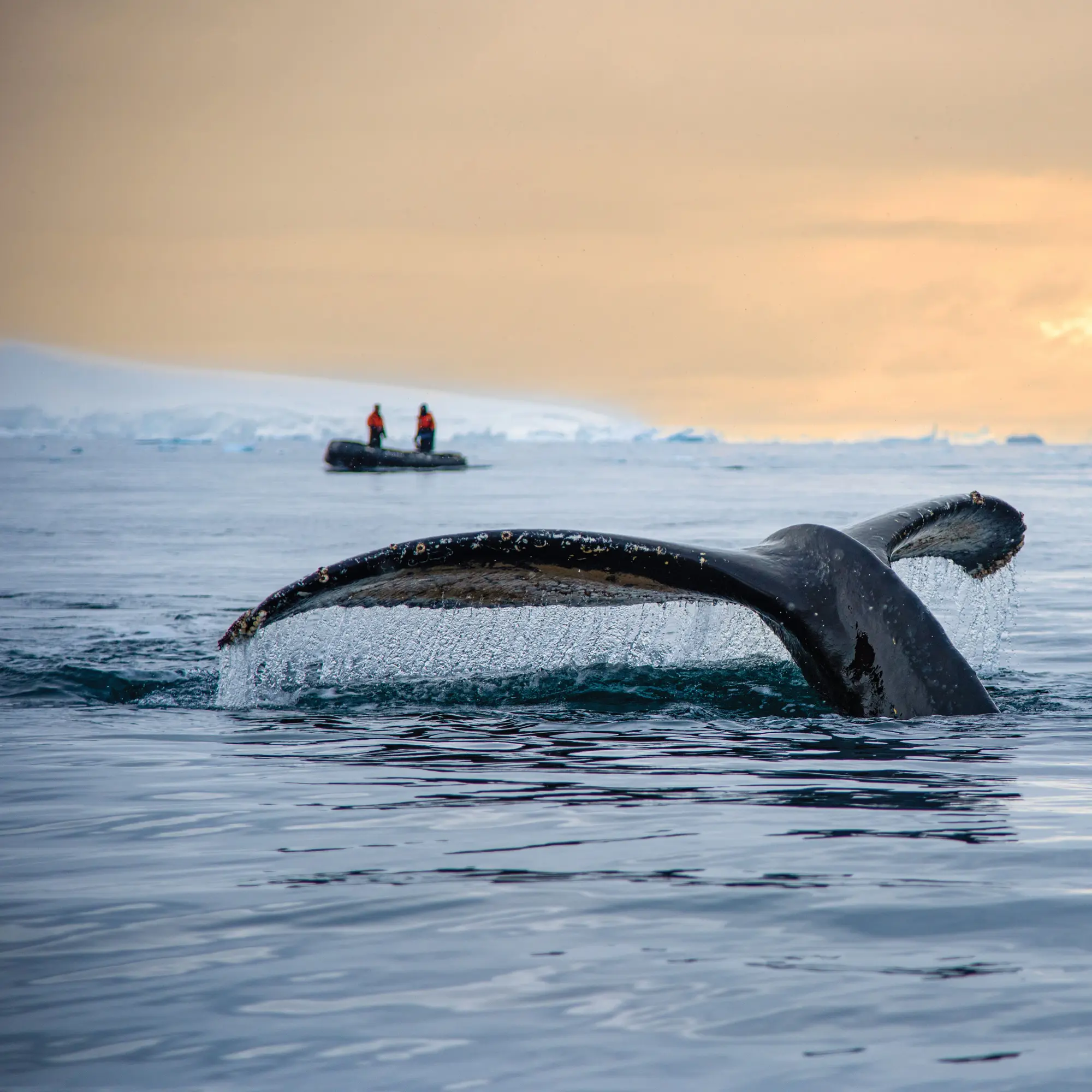 Quest for the Antarctic Circle