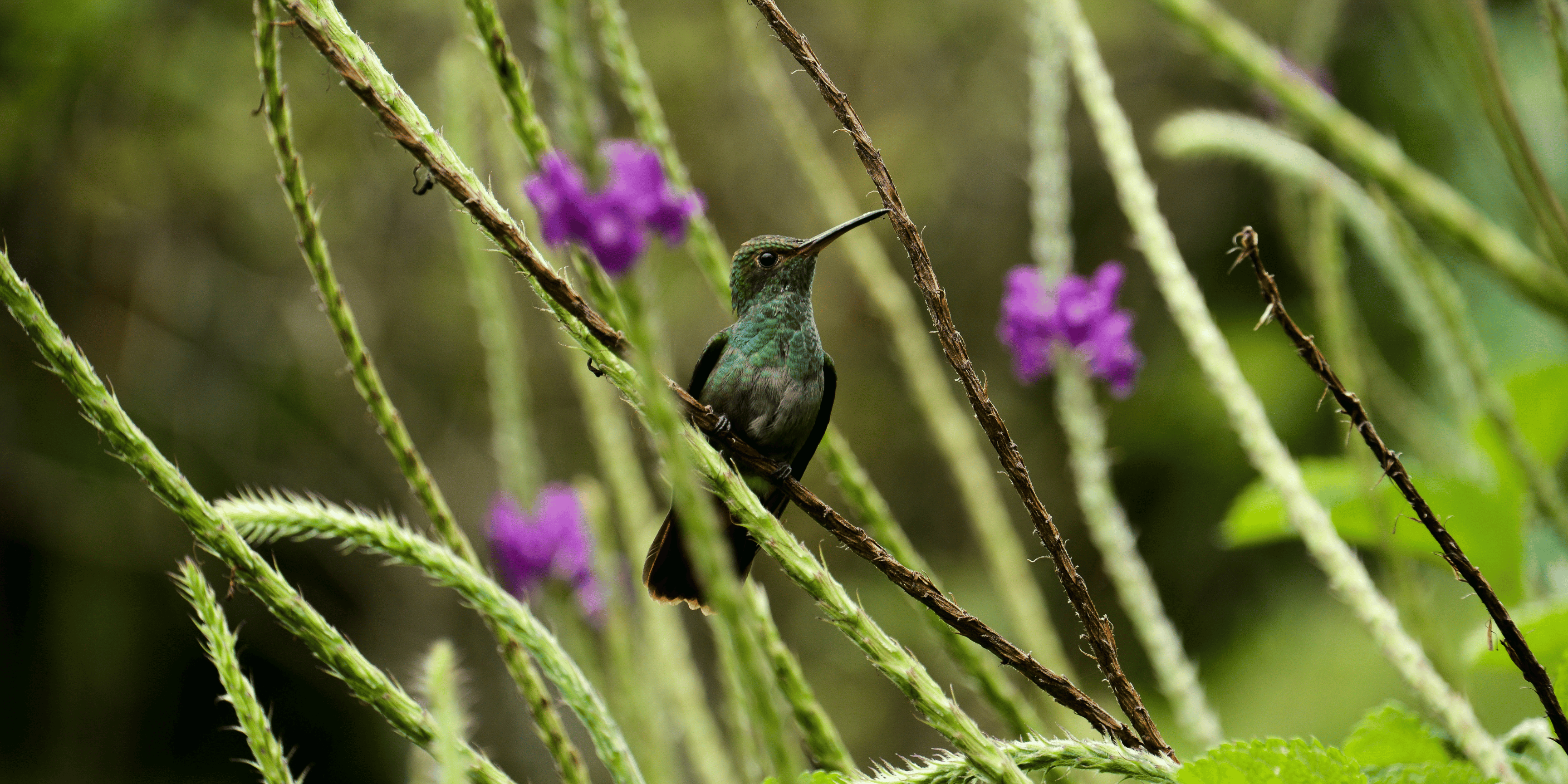 Natural Highlights of Costa Rica