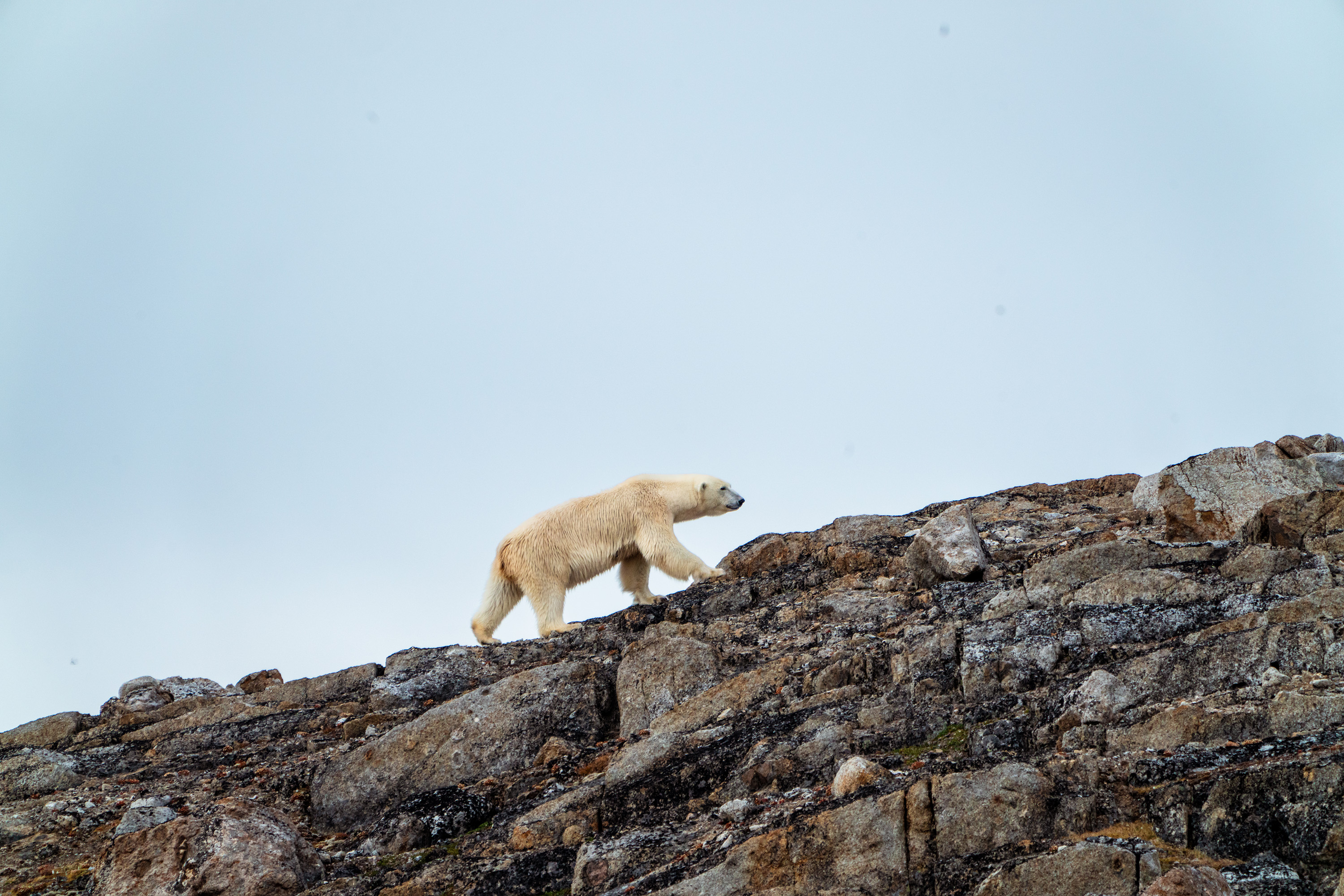 Spitsbergen: Realm of the Ice Bear