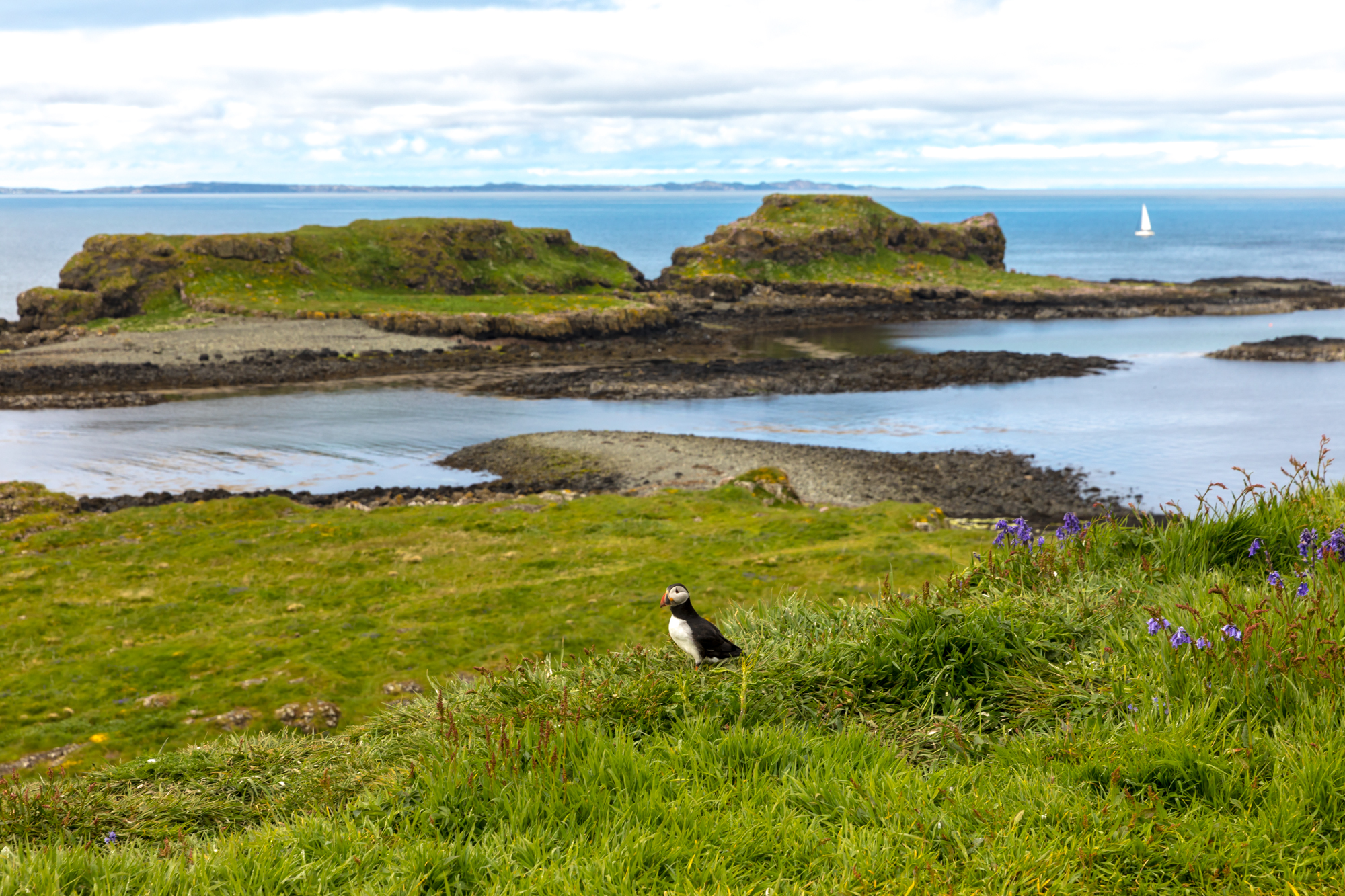 Wild Scotland
