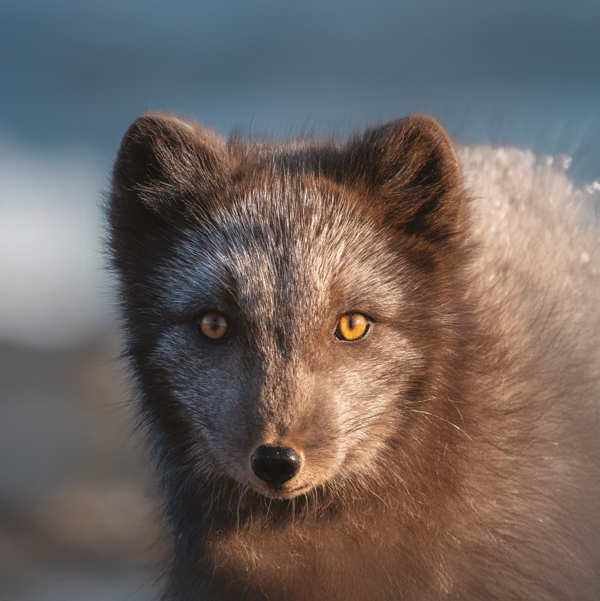 Picking the perfect Arctic expedition