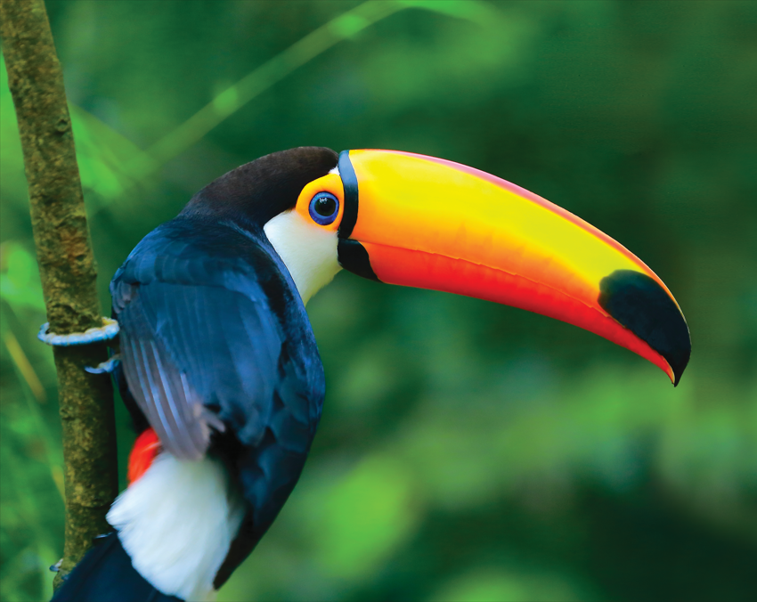 Enhancing Your South America Experience